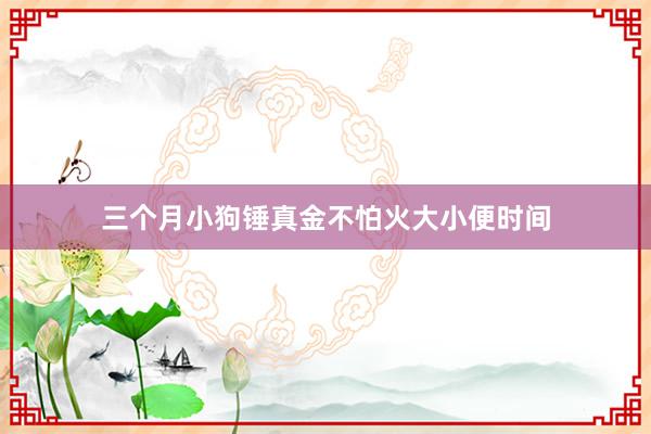三个月小狗锤真金不怕火大小便时间