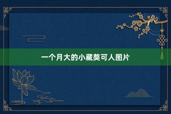 一个月大的小藏獒可人图片